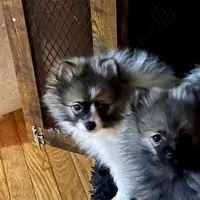 Meatball extreme parti, a male Pomeranian for sale in Kenosha, WI – Photo 9 of 9