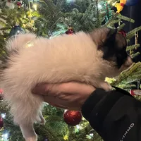 Meatball extreme parti, a male Pomeranian for sale in Kenosha, WI – Photo 4 of 9