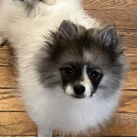 Meatball extreme parti, a male Pomeranian for sale in Kenosha, WI – Photo 7 of 9