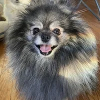 Meatball extreme parti, a male Pomeranian for sale in Kenosha, WI – Photo 3 of 9