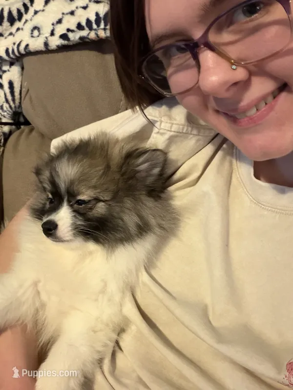 Meatball extreme parti