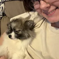 Meatball extreme parti, a male Pomeranian for sale in Kenosha, WI – Photo 5 of 9