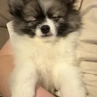 Meatball extreme parti, a male Pomeranian for sale in Kenosha, WI – Photo 6 of 9