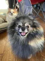 Naomi wolf sable, a female Pomeranian for sale in Kenosha, WI – Photo 3 of 5