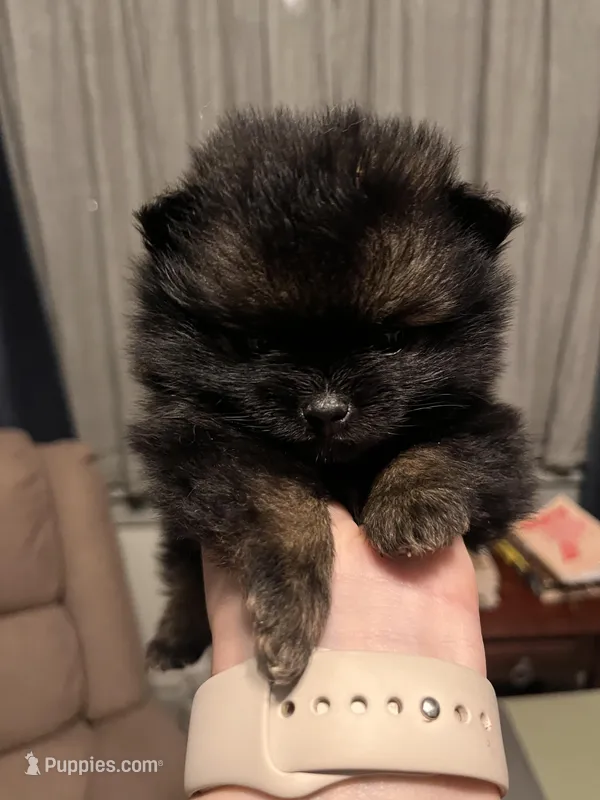 Naomi wolf sable, a female Pomeranian for sale in Kenosha, WI – Photo 1 of 5