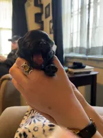 Naomi wolf sable, a female Pomeranian for sale in Kenosha, WI – Photo 4 of 5