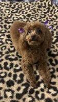 OLIVIA, a female Poodle - Toy  for sale in Philadelphia, PA – Photo 3 of 3