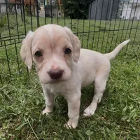 (On hold) Bagel, a male Cocker Spaniel and Labrador Retriever for sale in Cedar Falls, IA – 2 of 9