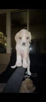Chowder, a female Cocker Spaniel and Labrador Retriever for sale in Cedar Falls, IA – 4 of 7