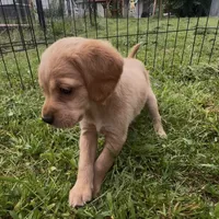 Peanut Butter, a female Cocker Spaniel and Labrador Retriever for sale in Cedar Falls, IA – 7 of 7