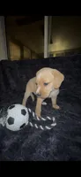 Tater Tot, a male Cocker Spaniel and Labrador Retriever for sale in Cedar Falls, IA – 7 of 9