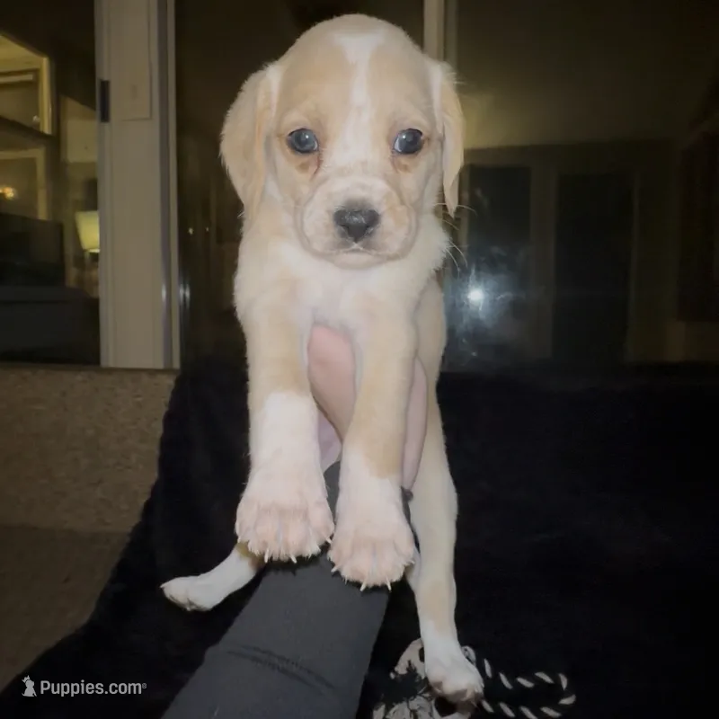 Chowder – Cocker Spaniel, Labrador Retriever puppy for sale in Cedar Falls, IA