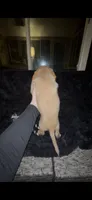 Peanut Butter, a female Cocker Spaniel and Labrador Retriever for sale in Cedar Falls, IA – 9 of 9