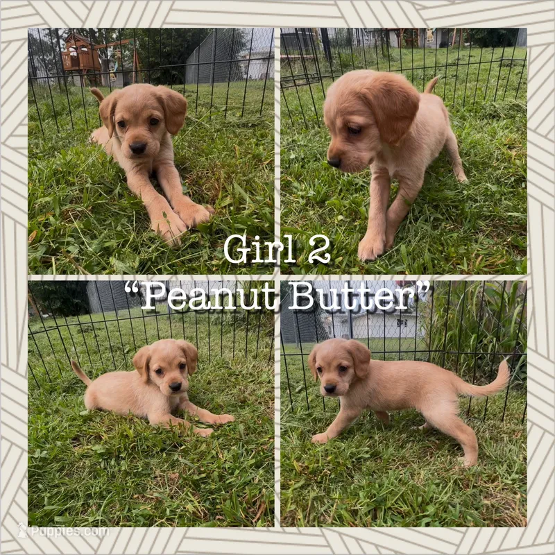 Peanut Butter – Cocker Spaniel, Labrador Retriever puppy for sale in Cedar Falls, IA