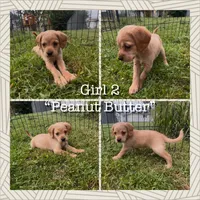 Peanut Butter, a female Cocker Spaniel and Labrador Retriever for sale in Cedar Falls, IA – 1 of 7