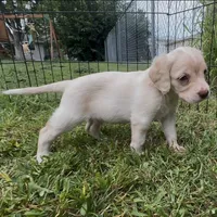 (On hold) Bagel, a male Cocker Spaniel and Labrador Retriever for sale in Cedar Falls, IA – 3 of 9