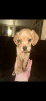 Peanut Butter, a female Cocker Spaniel and Labrador Retriever for sale in Cedar Falls, IA – 2 of 9
