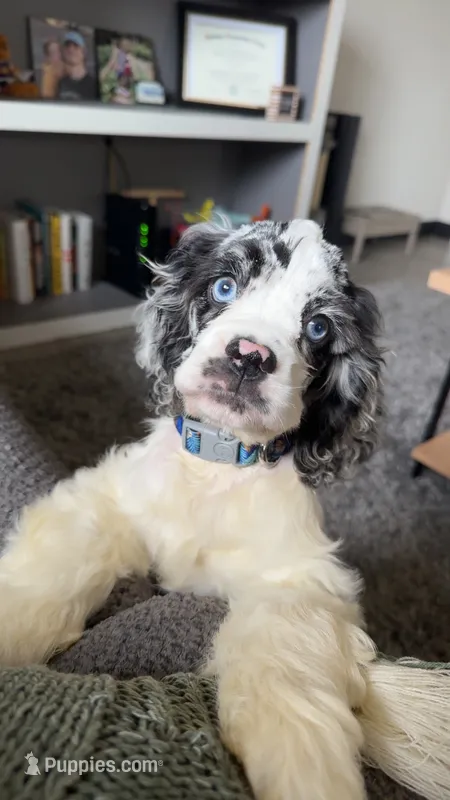 Purdy  – Cocker Spaniel puppy for sale in Cedar Falls, IA