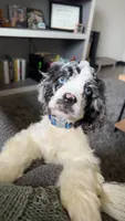 Purdy , a female Cocker Spaniel for sale in Cedar Falls, IA – 1 of 6