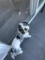Purdy , a female Cocker Spaniel for sale in Cedar Falls, IA – 5 of 6