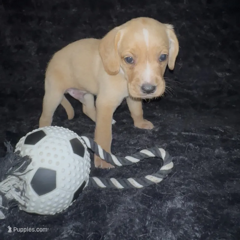 Tater Tot – Cocker Spaniel, Labrador Retriever puppy for sale in Cedar Falls, IA