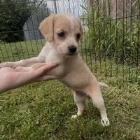 Chowder, a female Cocker Spaniel and Labrador Retriever for sale in Cedar Falls, IA – 2 of 8