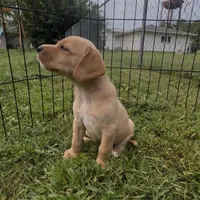 Tater Tot, a male Cocker Spaniel and Labrador Retriever for sale in Cedar Falls, IA – 4 of 7