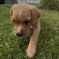 Tater Tot, a male Cocker Spaniel and Labrador Retriever for sale in Cedar Falls, IA – 6 of 7