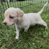 (On hold) Bagel, a male Cocker Spaniel and Labrador Retriever for sale in Cedar Falls, IA – 7 of 9