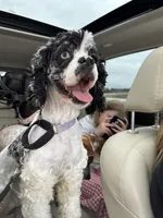 Purdy , a female Cocker Spaniel for sale in Cedar Falls, IA – 4 of 6