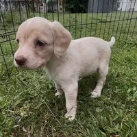 (On hold) Bagel, a male Cocker Spaniel and Labrador Retriever for sale in Cedar Falls, IA – 4 of 9