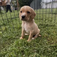 Tater Tot, a male Cocker Spaniel and Labrador Retriever for sale in Cedar Falls, IA – 5 of 7