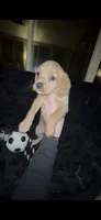 Peanut Butter, a female Cocker Spaniel and Labrador Retriever for sale in Cedar Falls, IA – 6 of 9