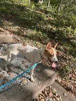 Raya, a female Australian Cattle Dog for sale in Cedar Falls, IA – 3 of 6