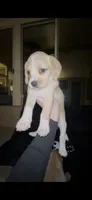 Chowder, a female Cocker Spaniel and Labrador Retriever for sale in Cedar Falls, IA – 3 of 7