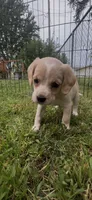 Chowder, a female Cocker Spaniel and Labrador Retriever for sale in Cedar Falls, IA – 4 of 8