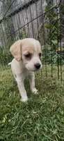 Chowder, a female Cocker Spaniel and Labrador Retriever for sale in Cedar Falls, IA – 3 of 8