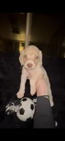 Bagel, a male Cocker Spaniel and Labrador Retriever for sale in Cedar Falls, IA – 6 of 10