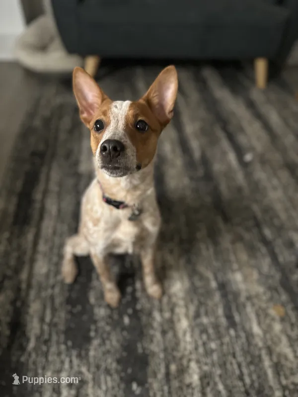 Raya – Australian Cattle Dog puppy for sale in Cedar Falls, IA