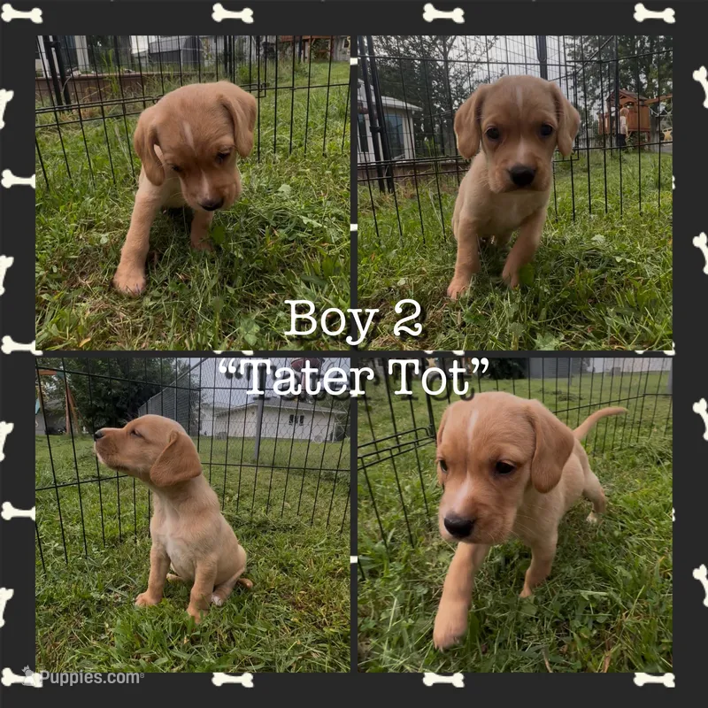Tater Tot – Cocker Spaniel, Labrador Retriever puppy for sale in Cedar Falls, IA