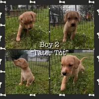 Tater Tot, a male Cocker Spaniel and Labrador Retriever for sale in Cedar Falls, IA – 1 of 7