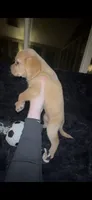 Peanut Butter, a female Cocker Spaniel and Labrador Retriever for sale in Cedar Falls, IA – 4 of 9