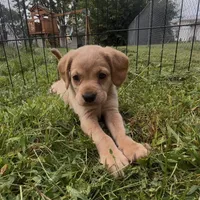 Peanut Butter, a female Cocker Spaniel and Labrador Retriever for sale in Cedar Falls, IA – 2 of 7