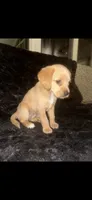 Peanut Butter, a female Cocker Spaniel and Labrador Retriever for sale in Cedar Falls, IA – 3 of 9