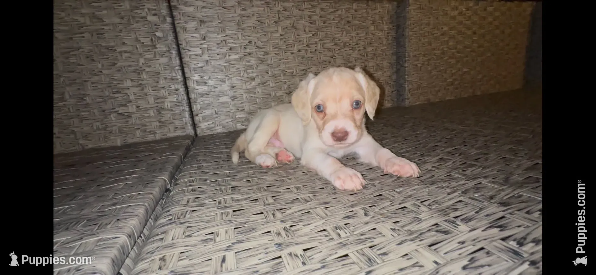 Bagel, a male Cocker Spaniel and Labrador Retriever for sale in Cedar Falls, IA – 4 of 10