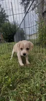 Chowder, a female Cocker Spaniel and Labrador Retriever for sale in Cedar Falls, IA – 5 of 8