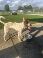 Raya, a female Australian Cattle Dog for sale in Cedar Falls, IA – 2 of 6