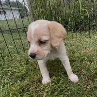 Chowder, a female Cocker Spaniel and Labrador Retriever for sale in Cedar Falls, IA – 7 of 8