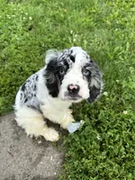 Purdy , a female Cocker Spaniel for sale in Cedar Falls, IA – 2 of 6