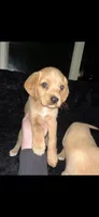 Peanut Butter, a female Cocker Spaniel and Labrador Retriever for sale in Cedar Falls, IA – 5 of 9